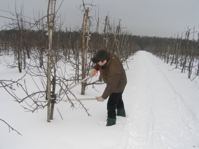 Zimowe cięcie jabłoni - na zdjęciu: Bart Liesienborghs
