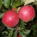 jabłka