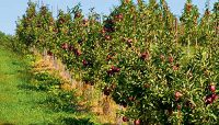 parch jabłoni zwalczanie