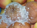choroby przechowalnicze jabłek zwalczanie
