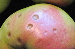 GPP gorzka plamistość podskórna jabłek