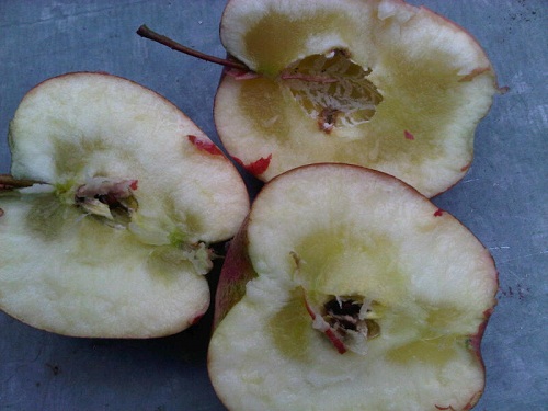 szklistość miąższu jabłek zapobieganie