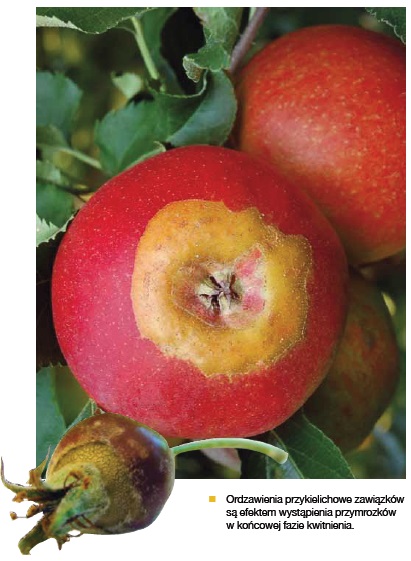 uszkodzenia przymrozkowe jabłoń
