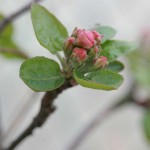 nawożenie jabłoni podczas kwitnienia
