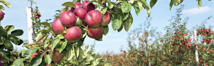 opadanie-jablek-pomonit-topper