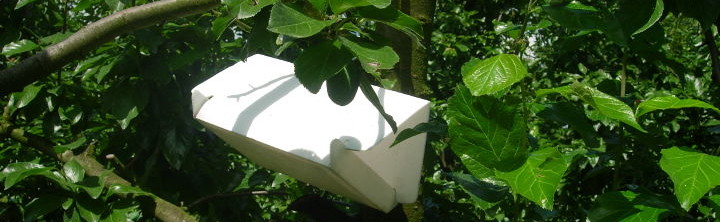 sliwy1