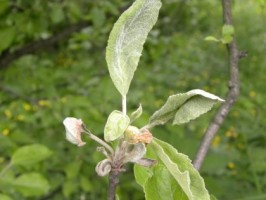 Objawy mączniaka na rozecie liściowej jabłoni