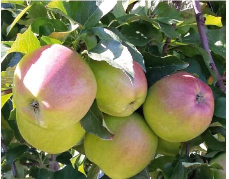 jabłka z drzew chronionych według programu Fosfiron+fungicyd powierzchniowy
