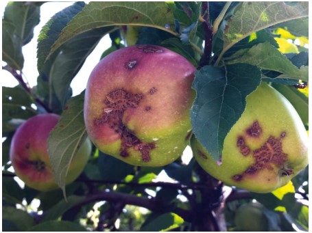 jabłka z drzew niechronionych w okresie od zdrowego pąka do zwrostu zawiązków