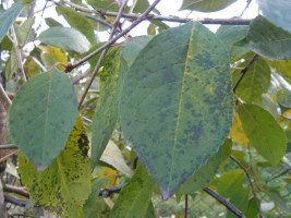 drobna plamistość liści drzew pestkowych