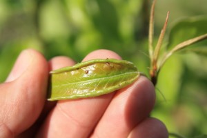 larwy miodówek na młodym rozwijającym się liściu