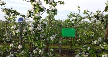 pułapka iTrap w sadzie jabłoniowym