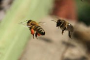 zadbaj o pszczoły