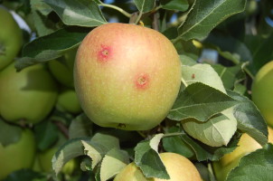 owocówka jabłkóweczka