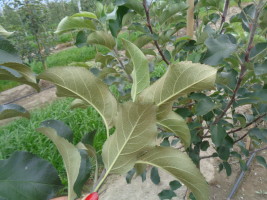 W lipcu, sierpniu objawy żerowania pordzewiaczy są widoczne gołym okiem (charakterystyczne brązowe liście od spodu)