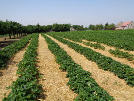 Ściółkowanie plantacji to zabieg ograniczający porażenie owoców przez szarą pleśń i skórzastą zgniliznę.
