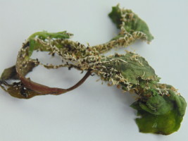 Śluzowce właściwe - objawy na ogonkach i spodzie liści
