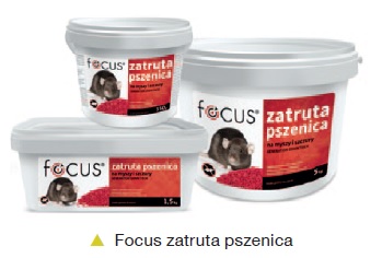 focus-pszenica