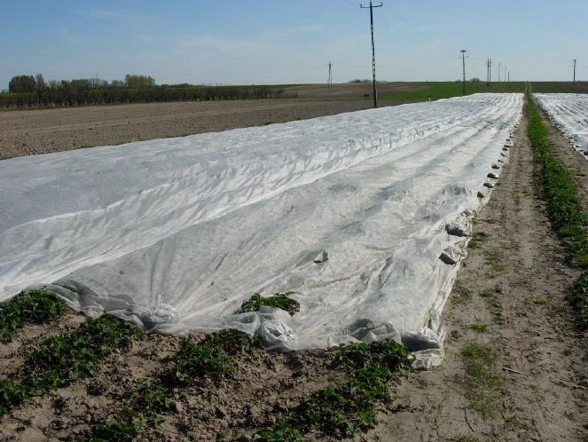 Wielu producentów przykrywa truskawki osłonami, co niestety przyspiesza wzrost i rozwój chwastów.