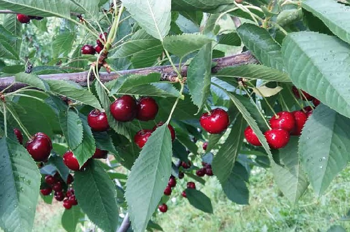 Zdrobnienie Owoców Czereśni Patogen Objawy Cykl Rozwojowy Doradztwosadownicze 3053