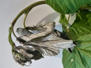 Objawy P. syringae na liściach maliny – ciemnienie nerwów i wiązek przewodzących