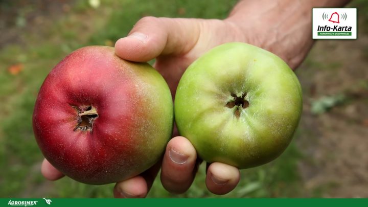 choroby przechowalnicze jabłoni