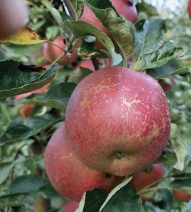 Efekt działania mączniaka jabłoni
