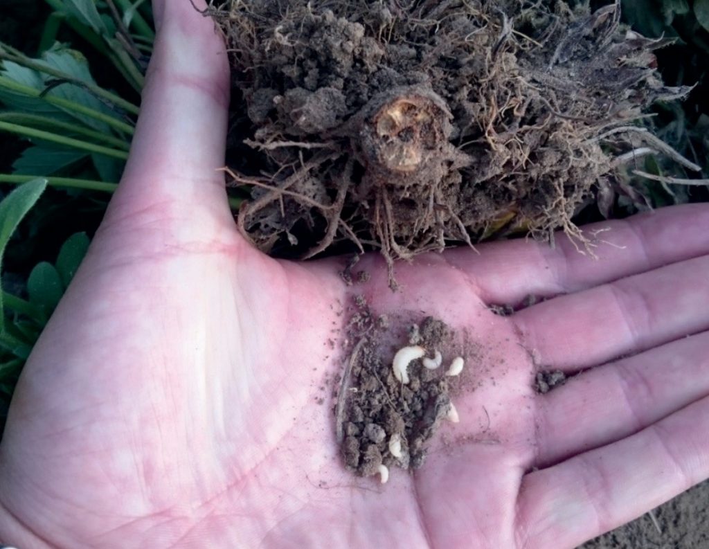Program ochrony truskawki 2020 a szkodniki glebowe