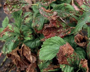Objawy choroby grzybiczej na liściach truskawek
