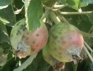 Parch jabłoni – symptomy
