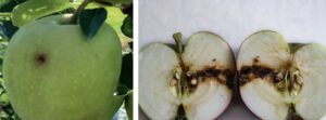 Zwójkówki i owocówki w sadach ziarnkowych – zwalczanie przed i po kwitnieniu
