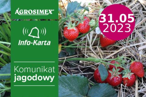 Zabiegi w trakcie wzrostu i dojrzewania owoców truskawek - komunikat jagodowy