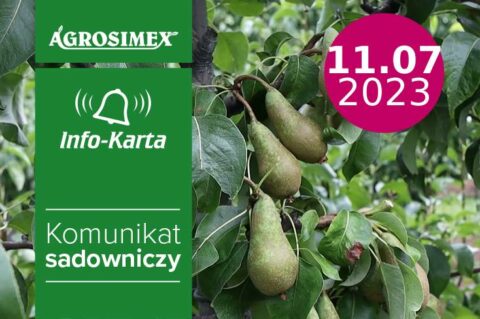 Grusze - miodówka gruszowa i nawożenie - komunikat sadowniczy