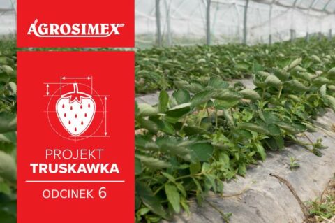 Trwałe owoce wysokiej jakości - Projekt Truskawka odc. 6