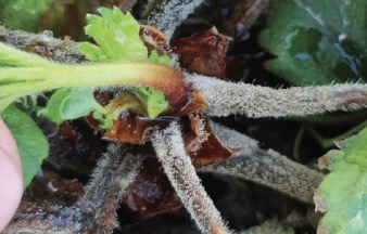Młoda roślina porażona przez szarą pleśń