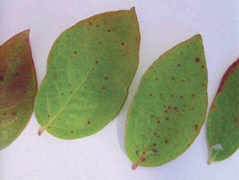 Objawy raka bakteryjnego na liściach borówki wysokiej