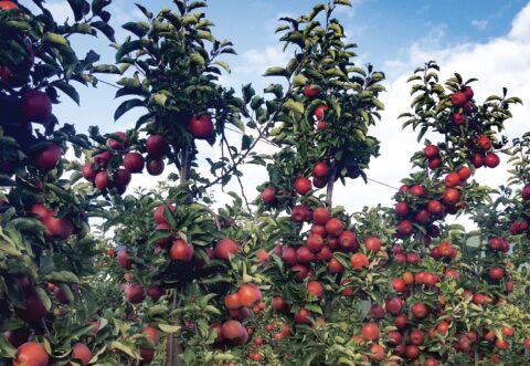 Sad jabłoniowy odmiany Red Jonaprince