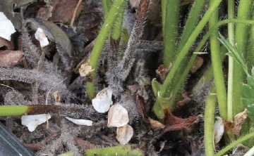 Szara pleśń wewnątrz rośliny