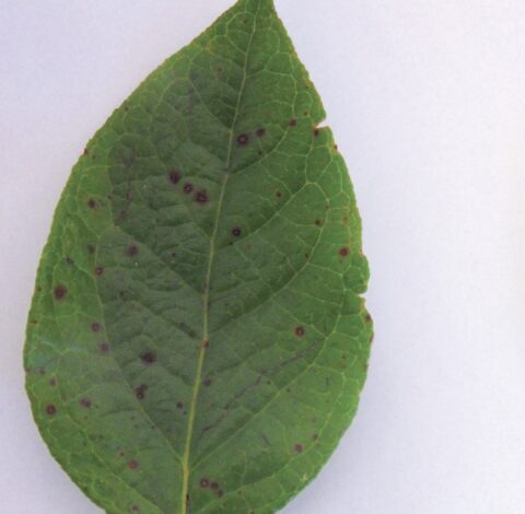 Typowe dla raka drobne czerwonobrunatne plamy na liściach borówki